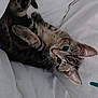 Cokkie a rejoint le concours — aidez-le/la à gagner de superbes lots ! animal, bed, cat, curious, cute, domestic_animal, ears, fur, indoor, kitten, lying_down, pet, resting, sleepy, small, soft, tabby, whiskers, white_sheet, young