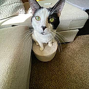 Kevin joined the competition — help win amazing prizes! cat, black_and_white, green_eyes, whiskers, curious, living_room, ottoman, carpet, sofa, beige, sunlight, furniture, indoor, pet, close_up, looking_up, cute, domestic_animal, cozy, home