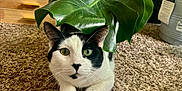Kevin is registered to the contest to win money with this photo: cat, black_and_white, leaf, green_leaf, carpet, indoor, plant, curious, pet, animal, feline, close_up, sunlight, cozy, home, resting, fur, whiskers, eyes, nature_indoor