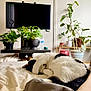 cat, bed, indoor, houseplants, television, black_and_white, sleeping, relaxing, cozy, home, furniture, plant_pots, blanket, curled_up, paw, resting, living_room, decor, casual, comfort