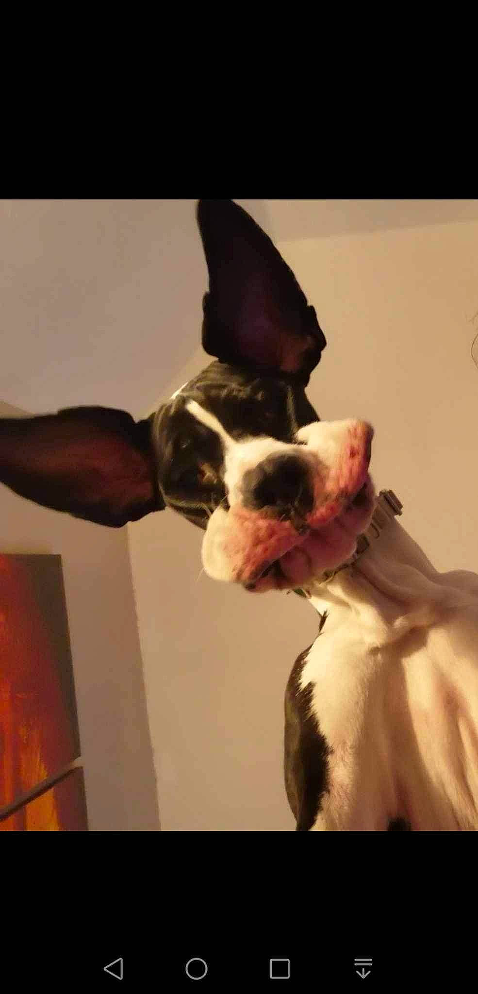 Yoko participe au concours pour gagner de l'argent avec cette photo : canidae, carnivore, companion_dog, dog, dog_breed, dog_collar, ear, fawn, fur, gesture, happy, jaw, paw, snout, sporting_group, square, tail, whiskers, window, working_animal