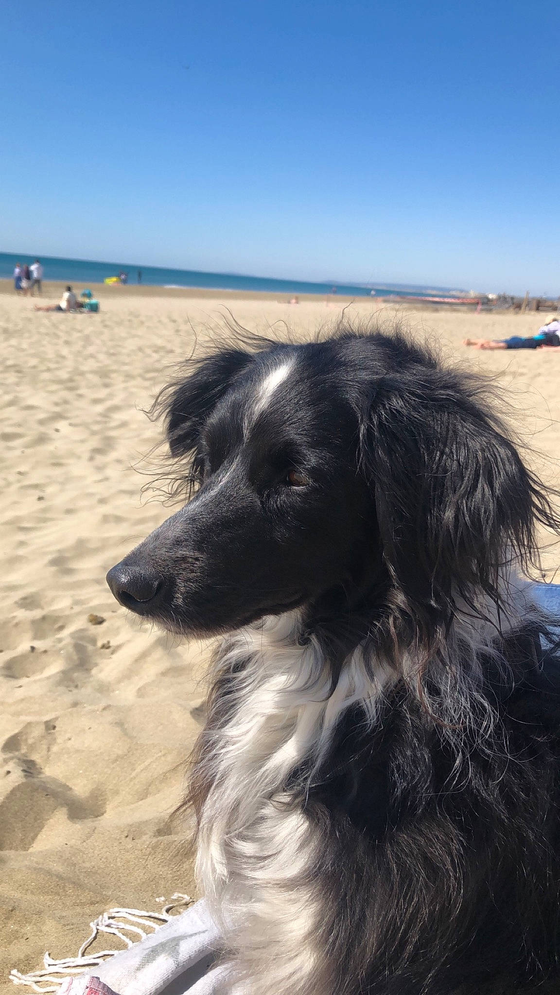 Nutty a rejoint le concours — aidez-le/la à gagner de superbes lots ! beach, canidae, carnivore, cloud, coast, companion_dog, dog, dog_breed, fur, horizon, landscape, ocean, rock, sand, sky, sporting_group, water, wave, whiskers, wind_wave