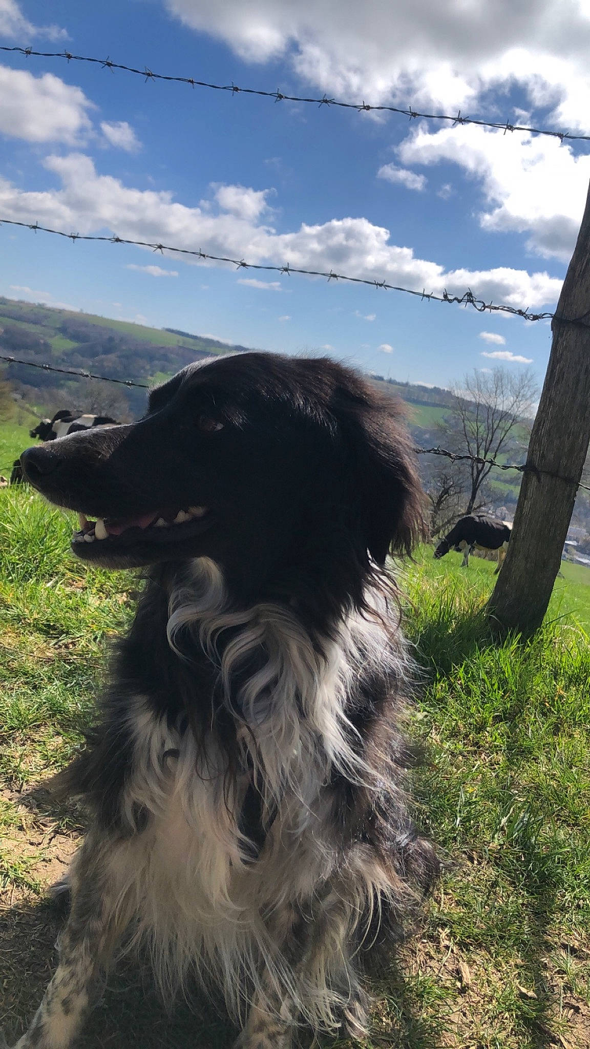 Nutty a rejoint le concours — aidez-le/la à gagner de superbes lots ! border_collie, canidae, carnivore, cloud, companion_dog, cumulus, dog, dog_breed, fur, grass, grassland, gun_dog, herding_dog, hill, landscape, mountain, plant, sky, sporting_group, working_dog