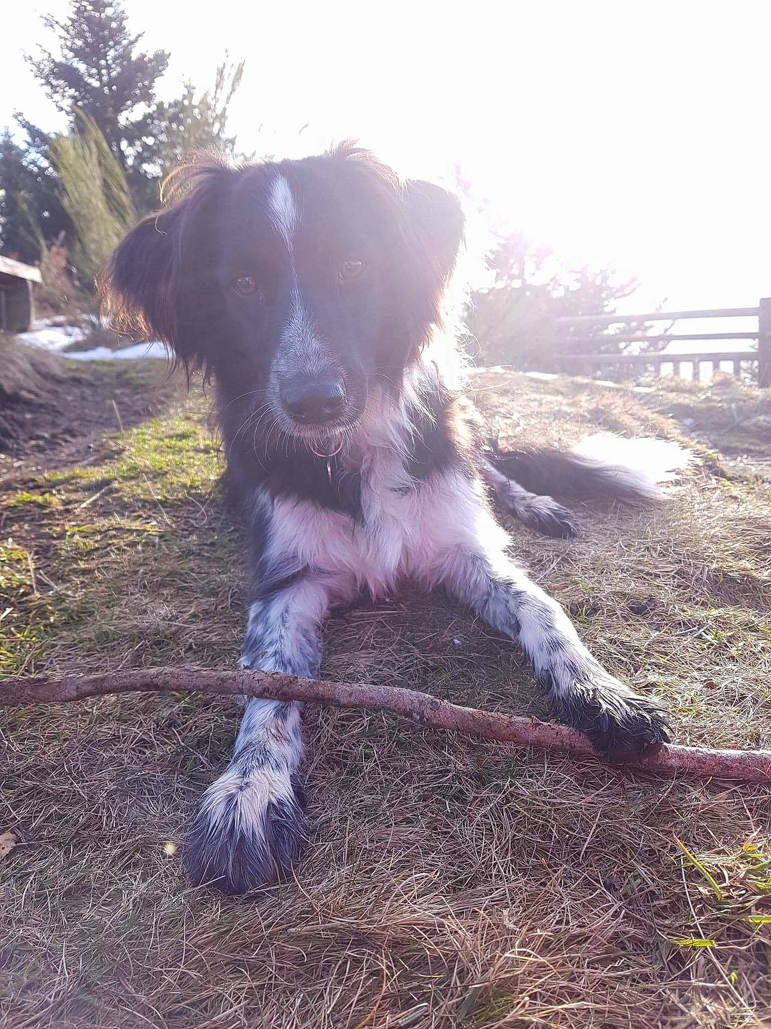 Nutty a rejoint le concours — aidez-le/la à gagner de superbes lots ! border_collie, carnivore, companion_dog, dog, dog_breed, grass, gun_dog, herding_dog, landscape, livestock, plant, shadow, sky, soil, sporting_group, tail, texas_heeler, tints_and_shades, tree, working_animal