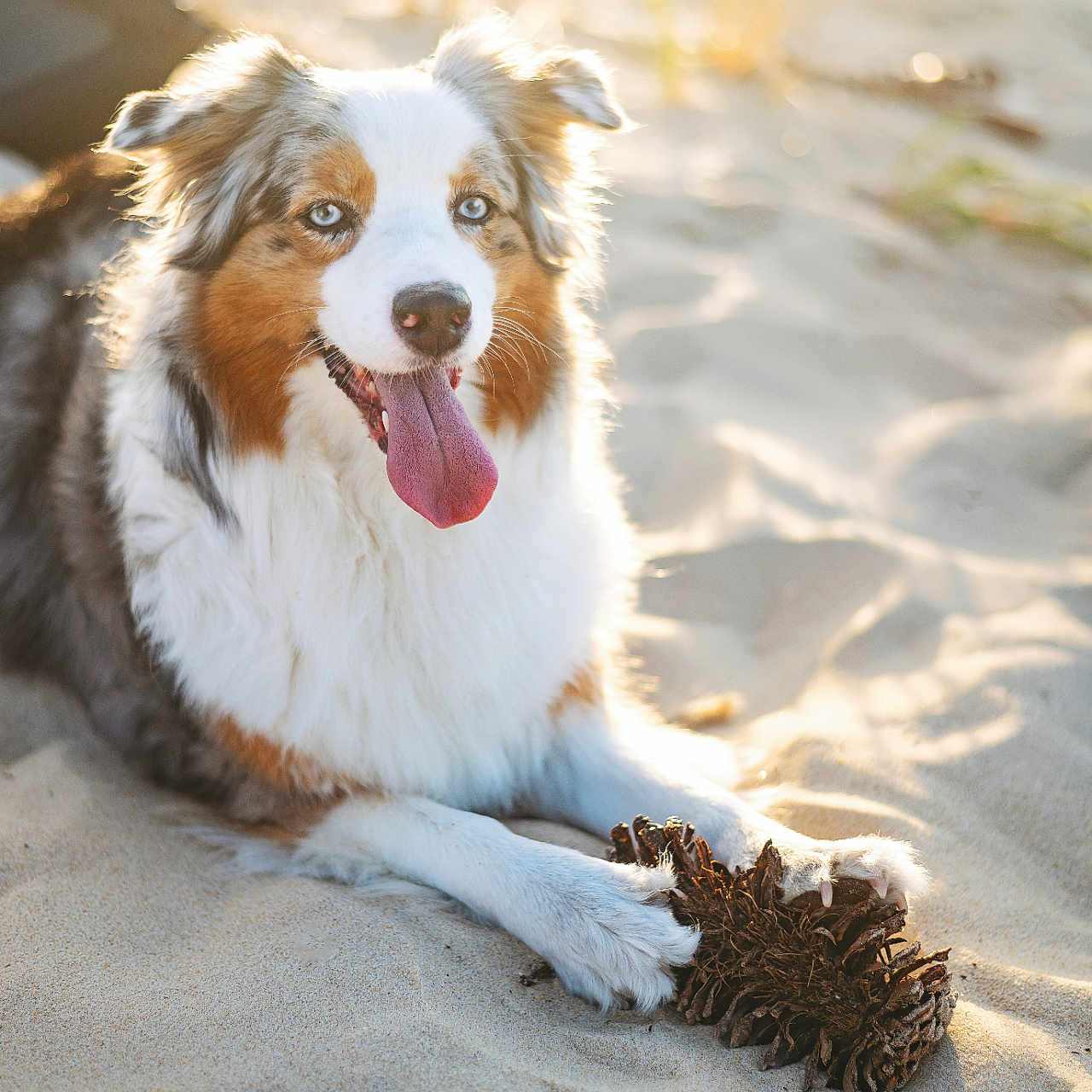 Sundae participe au concours pour gagner de l'argent avec cette photo : animal, australian_shepherd, beach, canine, closeup, daylight, dog, fur, happy, nature, outdoor, paw, pet, pine_cone, playful, relaxed, sand, summer, sunlight, tongue_out