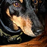 dog, black_dog, tan_markings, close_up, basket, woven_basket, pet, animal, portrait, indoor, dark_background, nose, ears, collar, looking_away, canine, furry, face, domestic_animal, alert