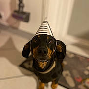 Oupsy a rejoint le concours — aidez-le/la à gagner de superbes lots ! animal, black_dog, brown_dog, canine, curious, cute, dachshund, dog, domestic_animal, door, floor, household, indoor, looking_up, mat, party_hat, pet, small_dog, tile_floor, vacuum_cleaner
