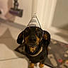 animal, black_dog, brown_dog, canine, curious, cute, dachshund, dog, domestic_animal, door, floor, household, indoor, looking_up, mat, party_hat, pet, small_dog, tile_floor, vacuum_cleaner