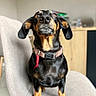 Oupsy participe au concours pour gagner de l'argent avec cette photo : animal, black, canine, chair, collar, companion, cute, dachshund, dog, domestic_animal, fur, furniture, home, indoor, looking_up, pet, portrait, sitting, small_dog, tan