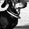 dog, dachshund, black_and_white, pet, animal, canine, collar, outdoor, shadow, concrete, portrait, small_dog, alert, side_view, fur, ears, whiskers, domestic_animal, companion, looking_away