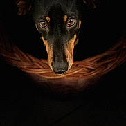 Oupsy participe au concours pour gagner de l'argent avec cette photo : dog, black_dog, tan_markings, basket, close_up, portrait, animal, pet, dark_background, moody_lighting, looking_up, ears, snout, eyes, canine, indoor, cute, expression, face, fur