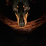 dog, black_dog, tan_markings, basket, close_up, portrait, animal, pet, dark_background, moody_lighting, looking_up, ears, snout, eyes, canine, indoor, cute, expression, face, fur