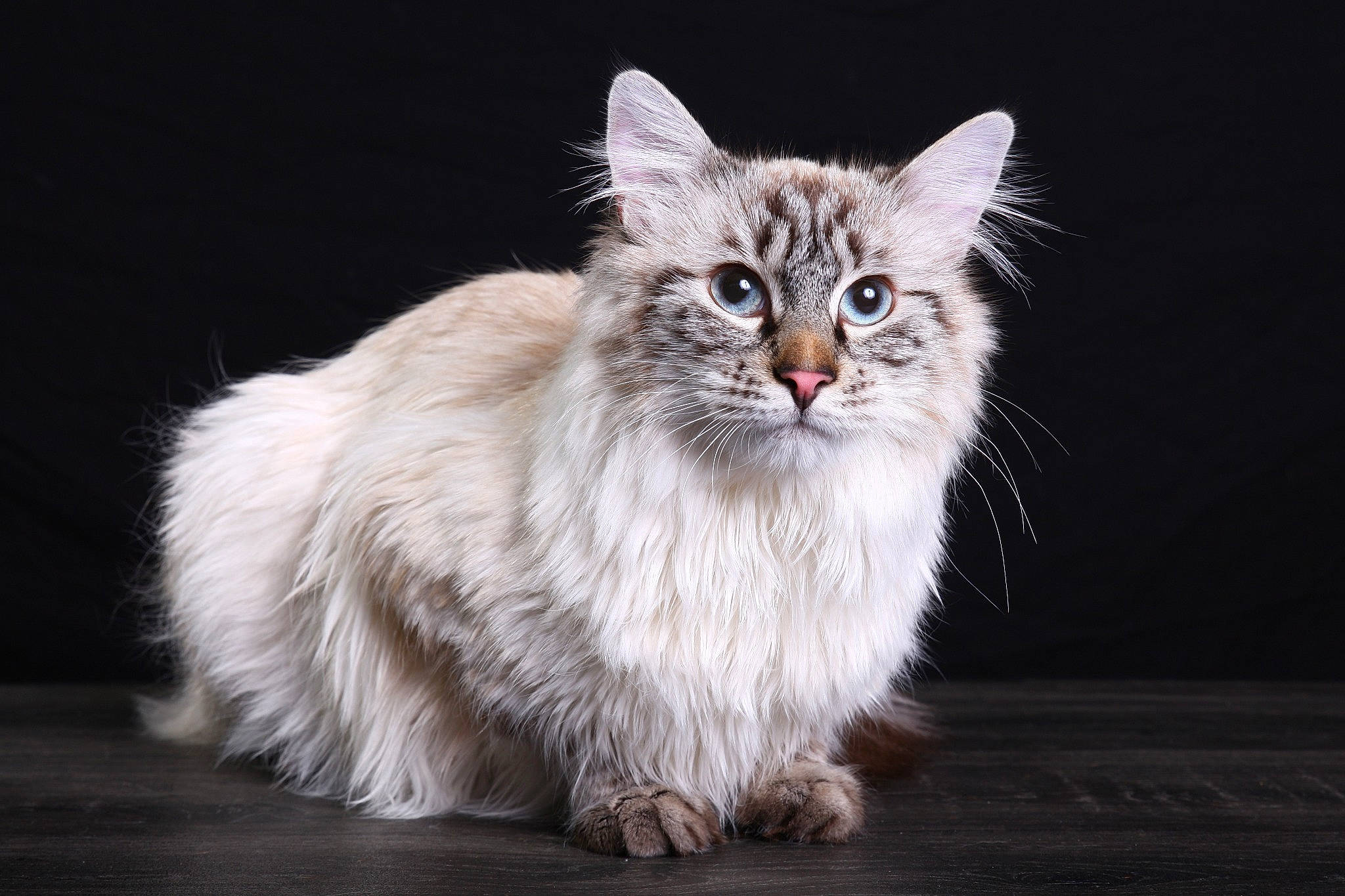 Mademoiselle Duchesse