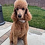 dog, poodle, apricot, curly_fur, pet, collar, outdoor, backyard, grass, fence, patio, canine, animal, sitting, well_groomed, fur, domestic, cute, pet_accessory, sidewalk