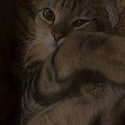 Locky participe au concours pour gagner de l'argent avec cette photo : animal, cat, close_up, cozy, curled_up, cute, eyes, feline, fur, indoor, nose, patterned_background, paw, pet, resting, sleepy, soft, tabby, warm_lighting, whiskers