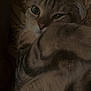 animal, cat, close_up, cozy, curled_up, cute, eyes, feline, fur, indoor, nose, patterned_background, paw, pet, resting, sleepy, soft, tabby, warm_lighting, whiskers