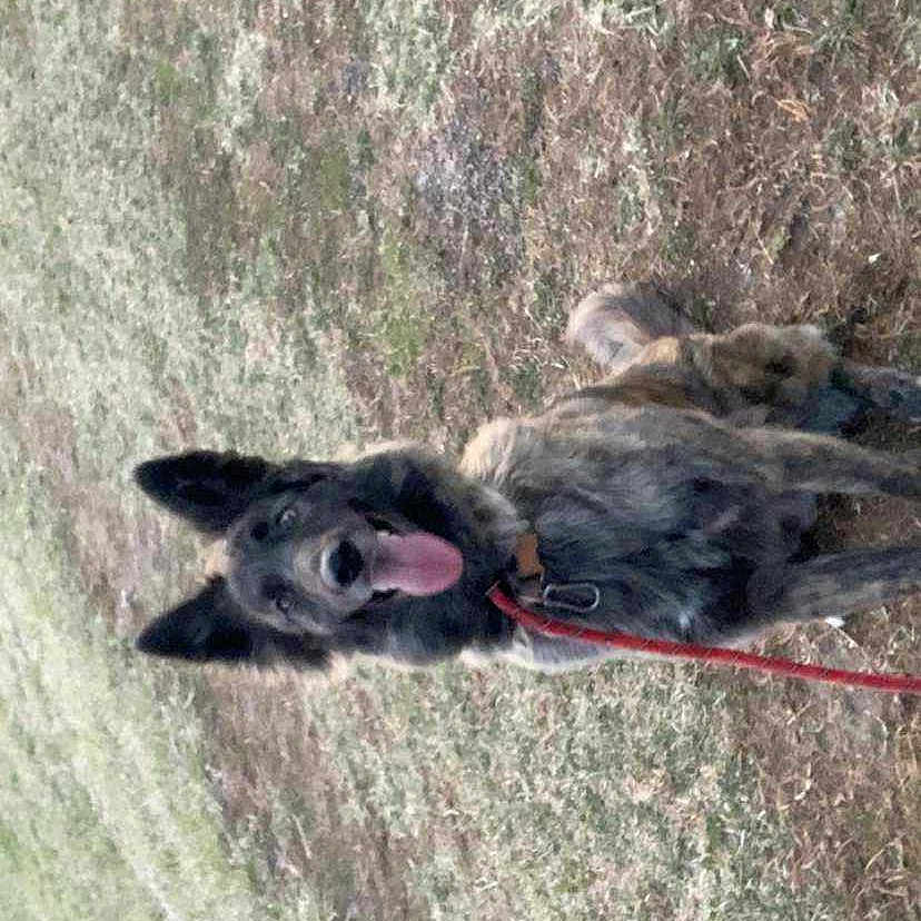 Tonka