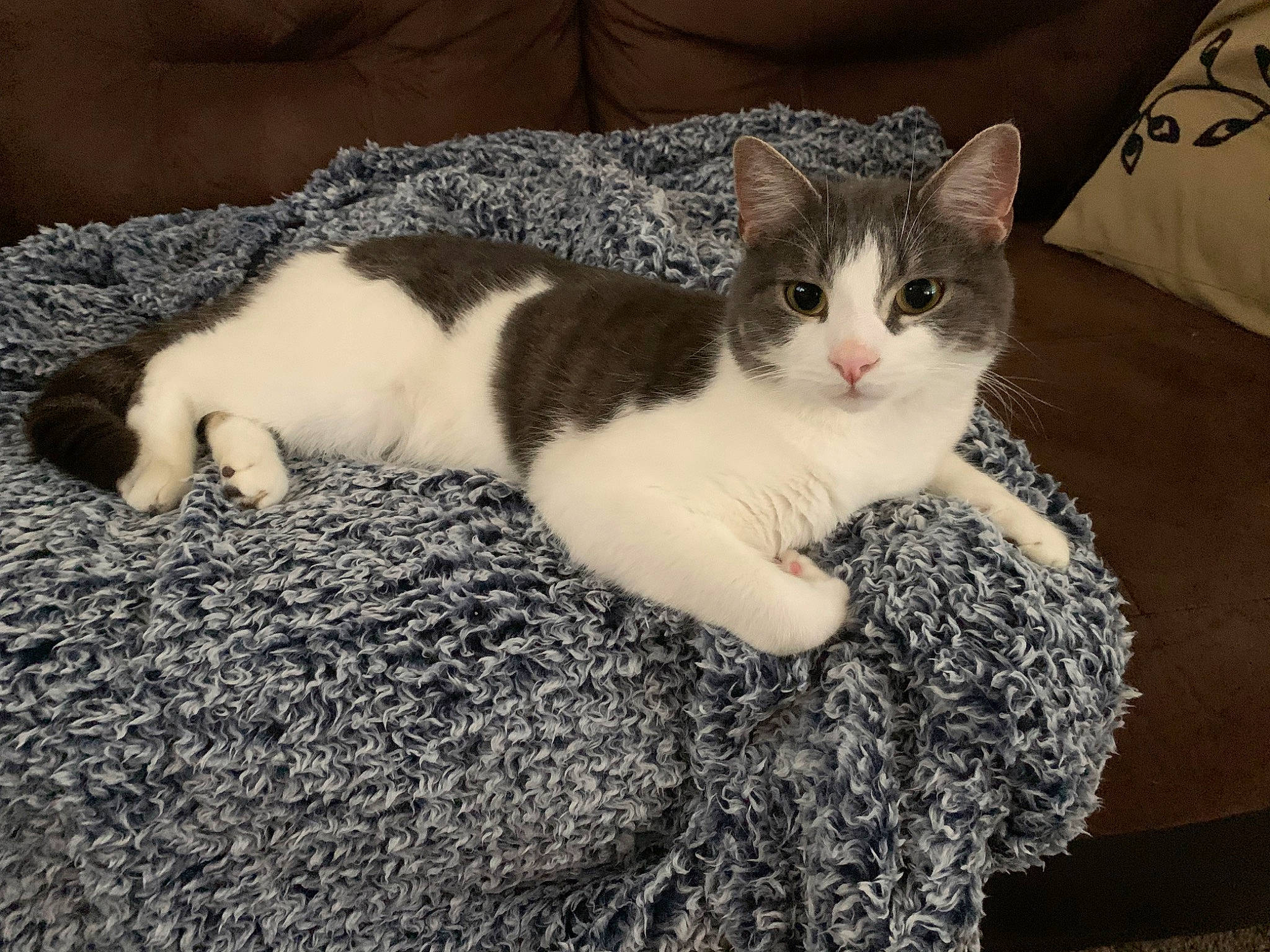 Jackjack joined the competition — help win amazing prizes! box, carnivore, cat, comfort, domestic_short_haired_cat, eye, felidae, foot, fur, paw, sitting, small_to_medium_sized_cats, snout, tail, whiskers