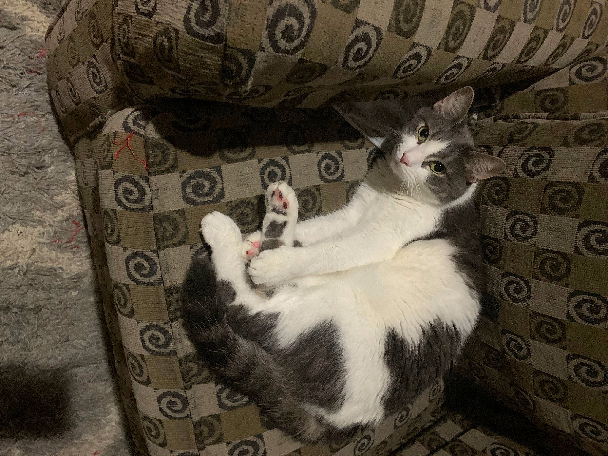 Jackjack is registered to the contest to win money with this photo: carnivore, cat, cat_supply, chair, comfort, couch, domestic_short_haired_cat, felidae, fur, grey, pattern, paw, pet_supply, sitting, slipcover, small_to_medium_sized_cats, tail, whiskers