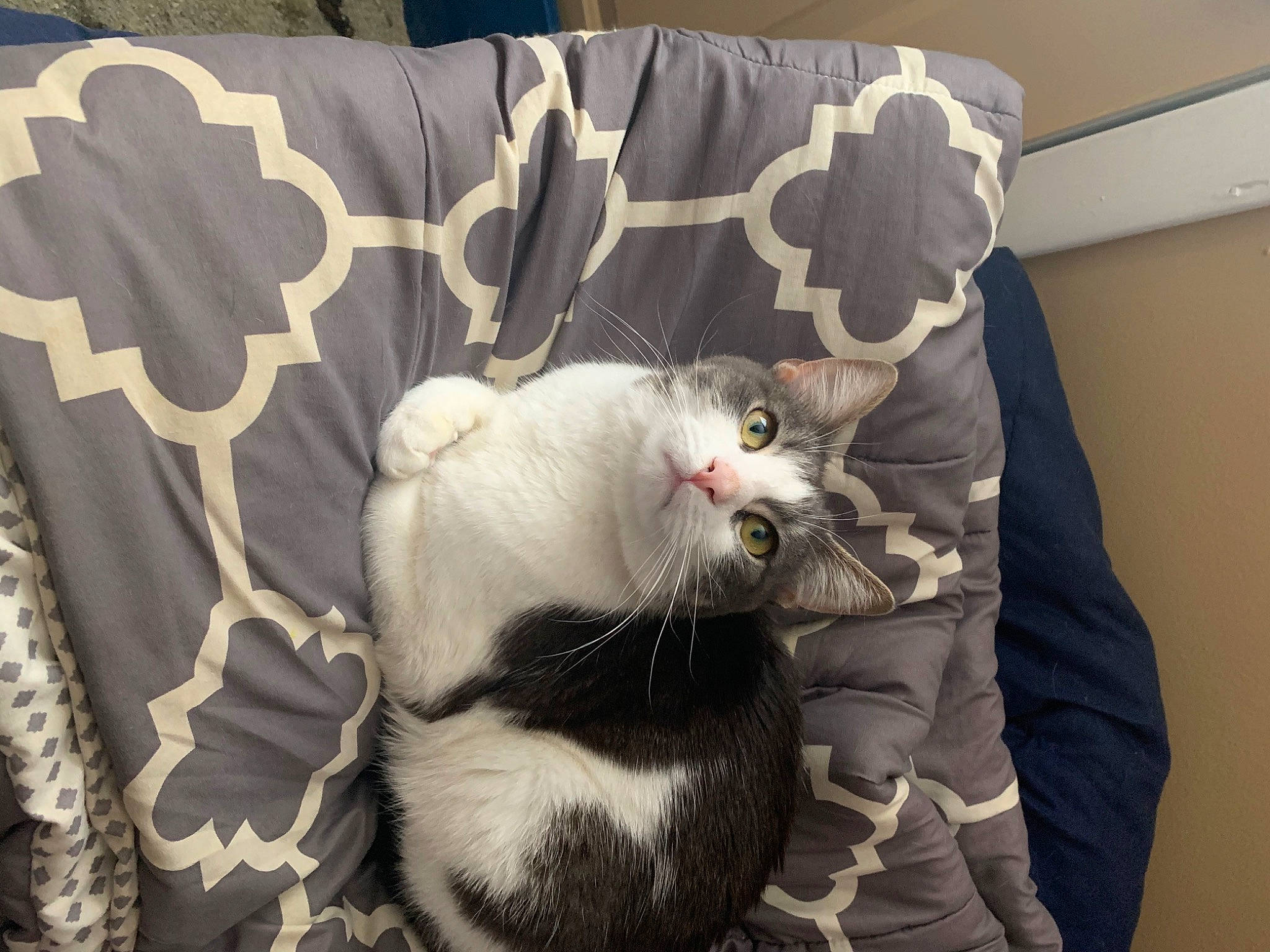 Jackjack joined the competition — help win amazing prizes! carnivore, cat, comfort, domestic_short_haired_cat, eye, felidae, fur, grey, linens, pattern, paw, room, small_to_medium_sized_cats, snout, tail, whiskers