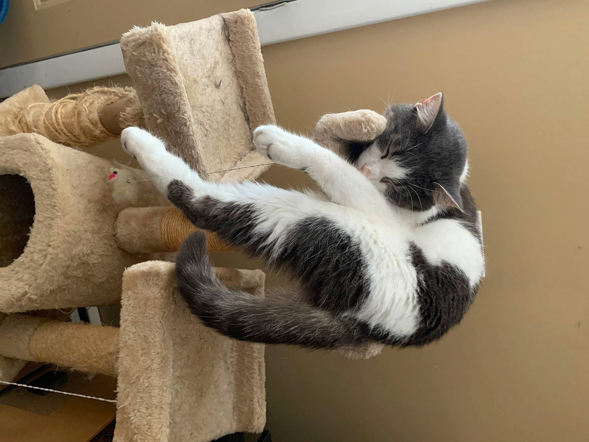 Jackjack is registered to the contest to win money with this photo: carnivore, cat, cat_supply, claw, comfort, domestic_short_haired_cat, felidae, fur, grey, hardwood, natural_material, paw, small_to_medium_sized_cats, tail, terrestrial_animal, whiskers, wood