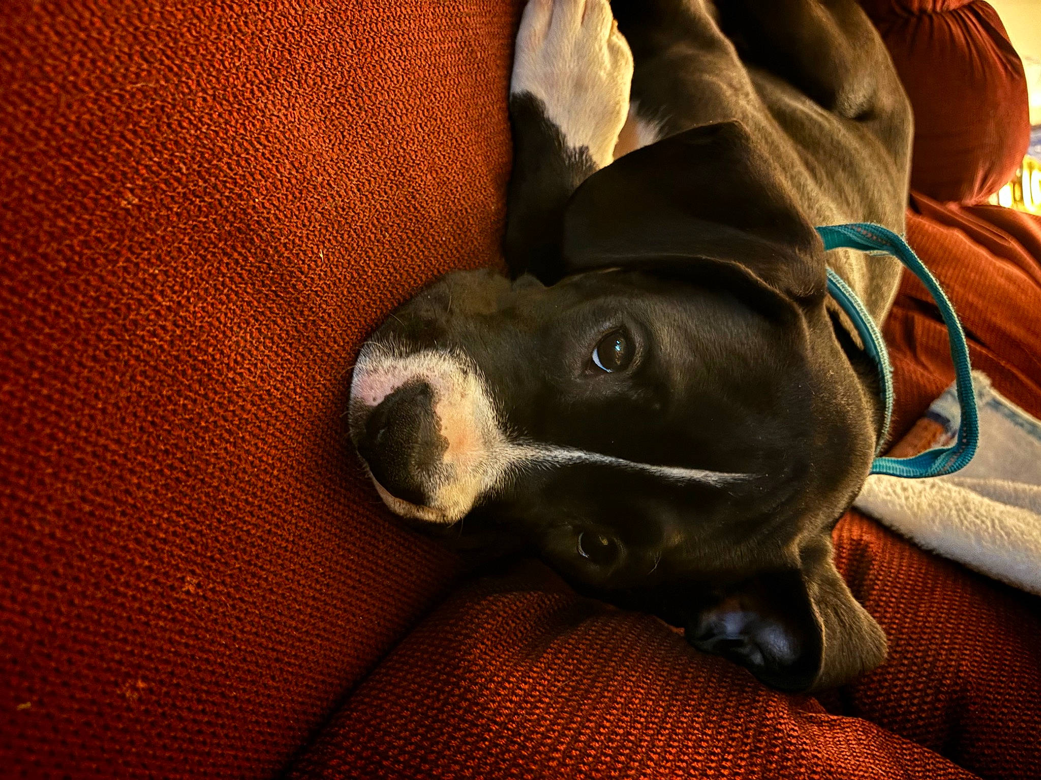 Odin joined the competition — help win amazing prizes! brown, canidae, carnivore, comfort, companion_dog, dog, dog_breed, fawn, fur, grey, guard_dog, linens, non_sporting_group, terrestrial_animal, whiskers, working_animal