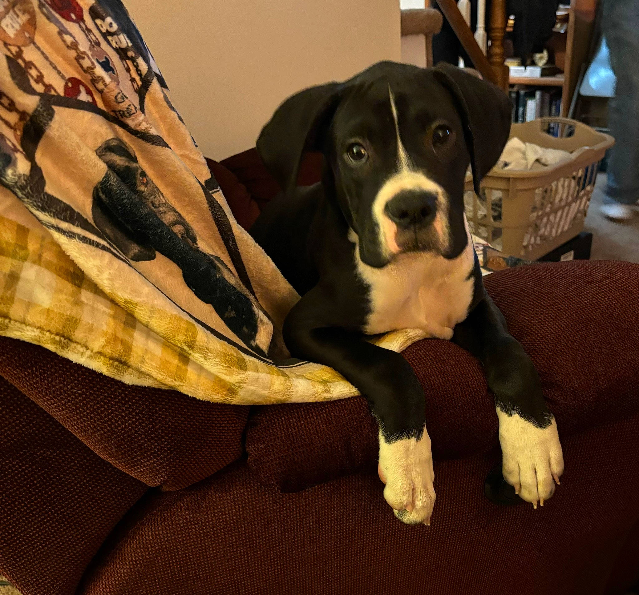 Odin is registered to the contest to win money with this photo: borador, bored, canidae, carnivore, comfort, companion_dog, dog, dog_breed, fur, guard_dog, snout, sporting_group, working_animal, working_dog