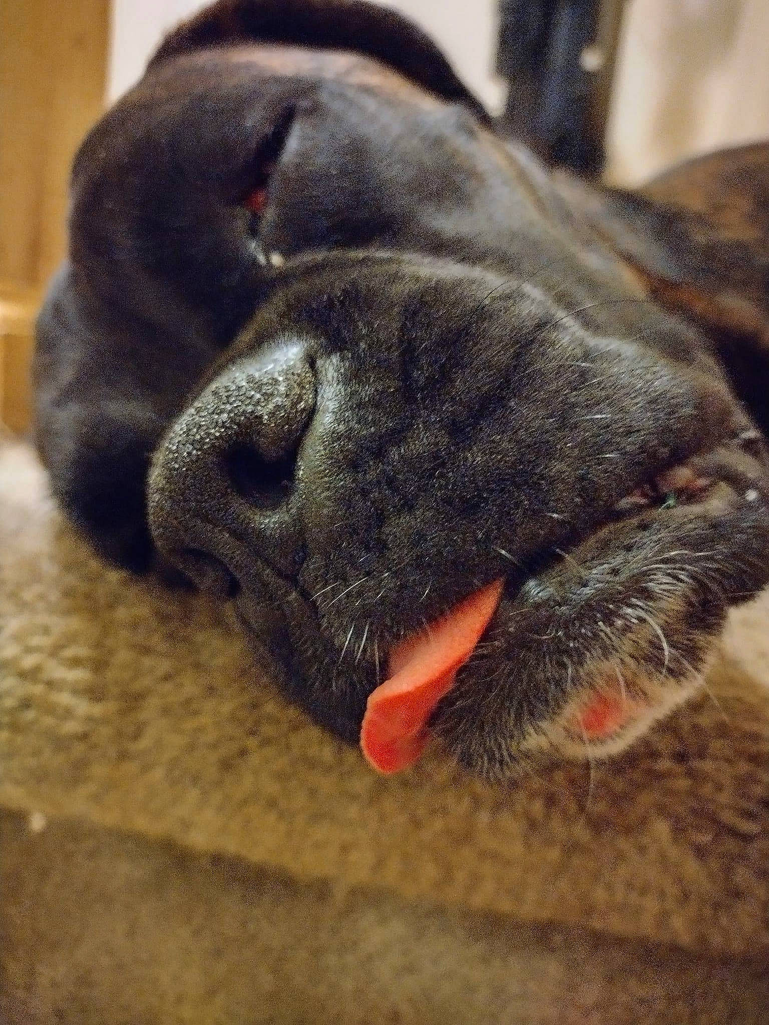 Freya joined the competition — help win amazing prizes! canidae, carnivore, close_up, comfort, companion_dog, dog, dog_breed, ear, fawn, felidae, grey, human_leg, leg, paw, snout, sporting_group, tail, whiskers, working_animal, wrinkle