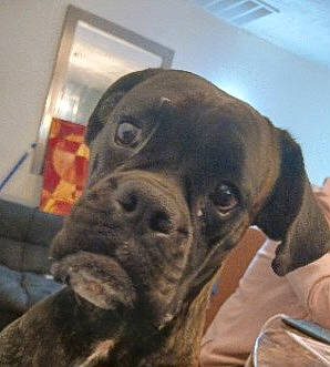 Freya is registered to the contest to win money with this photo: boxer, canidae, carnivore, companion_dog, dog, dog_breed, ear, fawn, fur, guard_dog, liver, metal, molosser, puggle, snout, sporting_group, whiskers, working_animal, working_dog, wrinkle