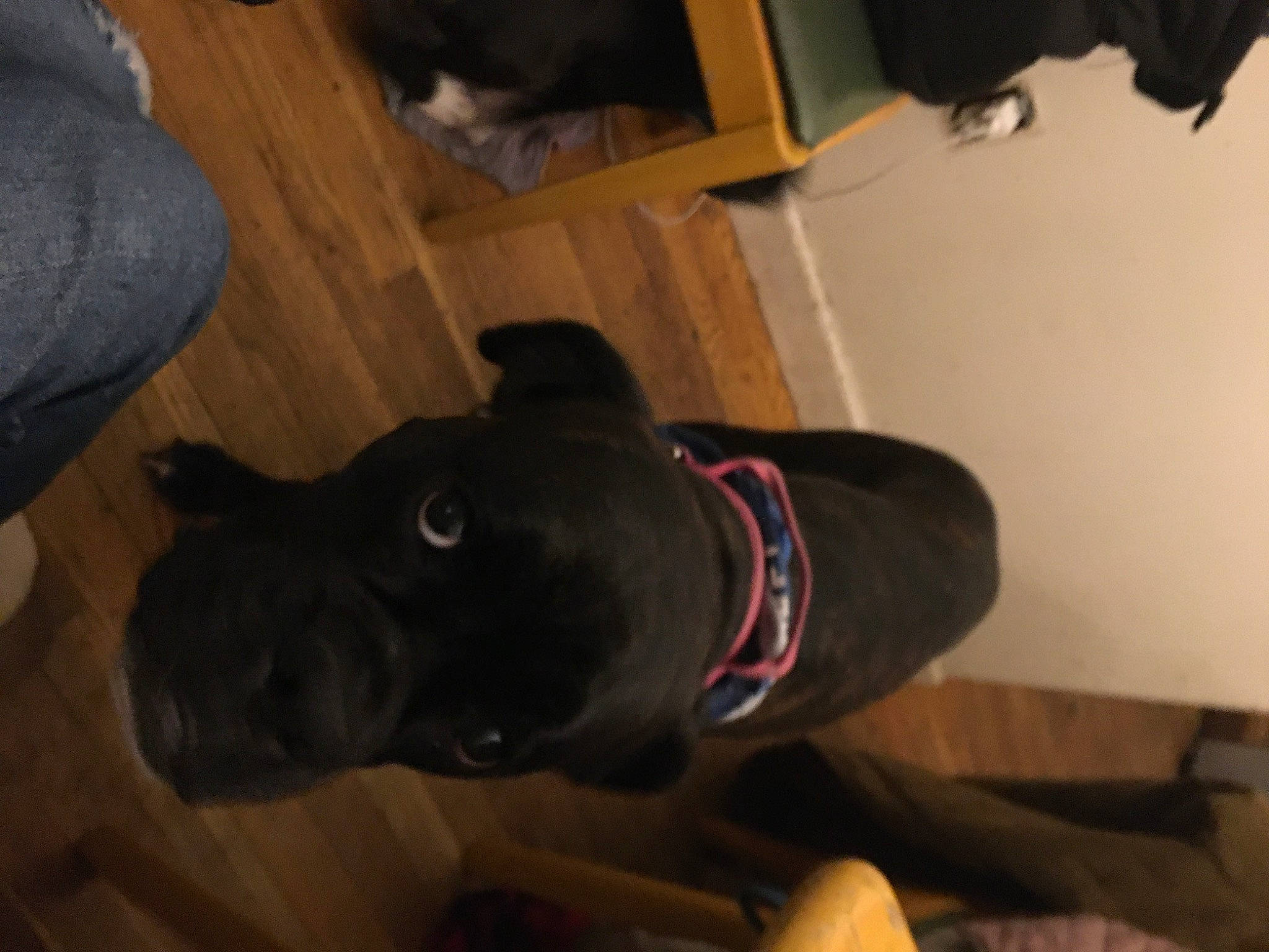 Freya is registered to the contest to win money with this photo: canidae, carnivore, comfort, companion_dog, dog, dog_breed, ear, fawn, flooring, fur, guard_dog, hardwood, non_sporting_group, snout, sporting_group, tail, toy_dog, whiskers, wood, working_animal