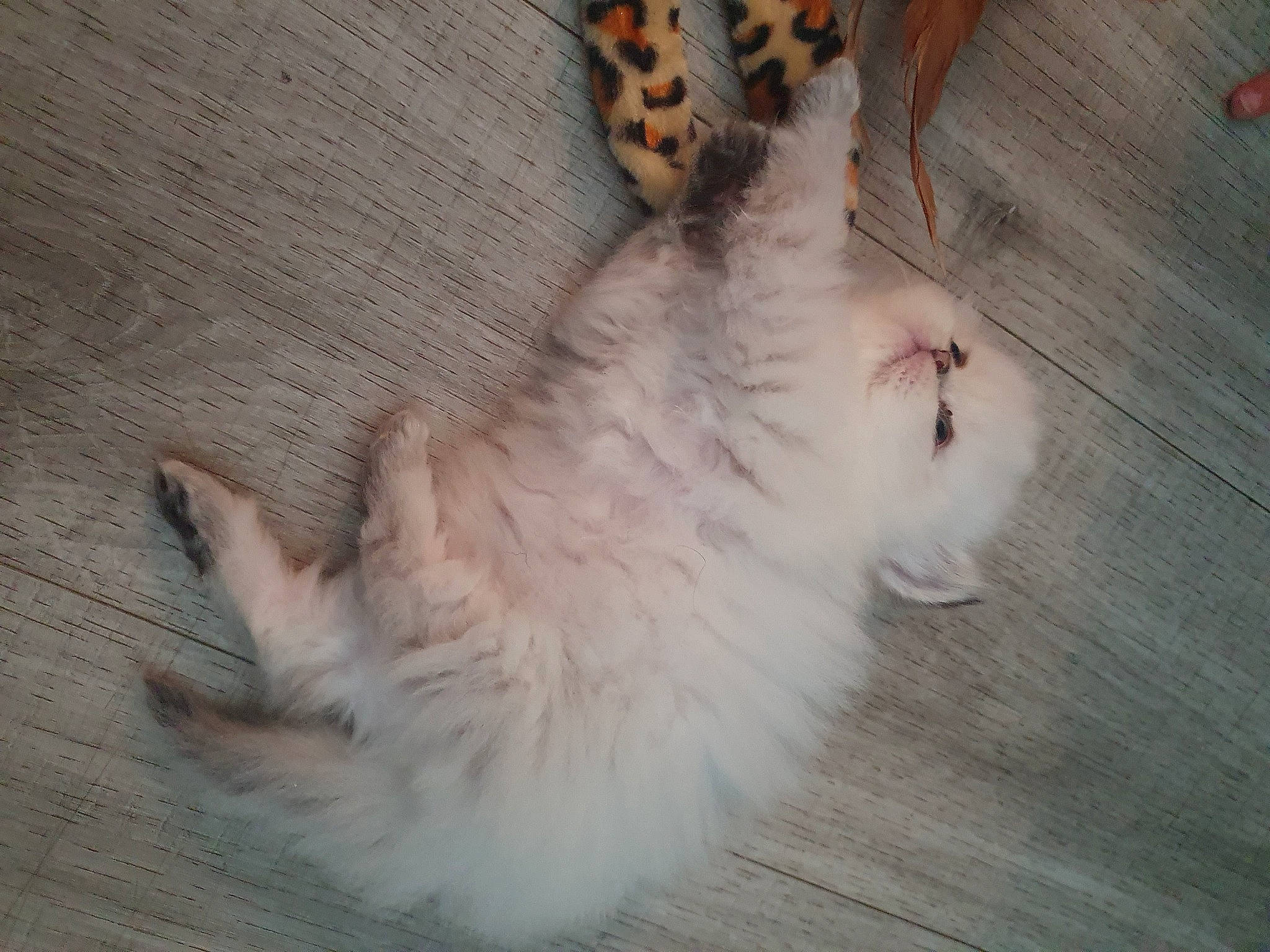 Rubi participe au concours pour gagner de l'argent avec cette photo : american_curl, canidae, carnivore, cat, domestic_long_haired_cat, fawn, felidae, fur, kitten, mammal, paw, ragamuffin, ragdoll, small_to_medium_sized_cats, tail, turkish_van, whiskers