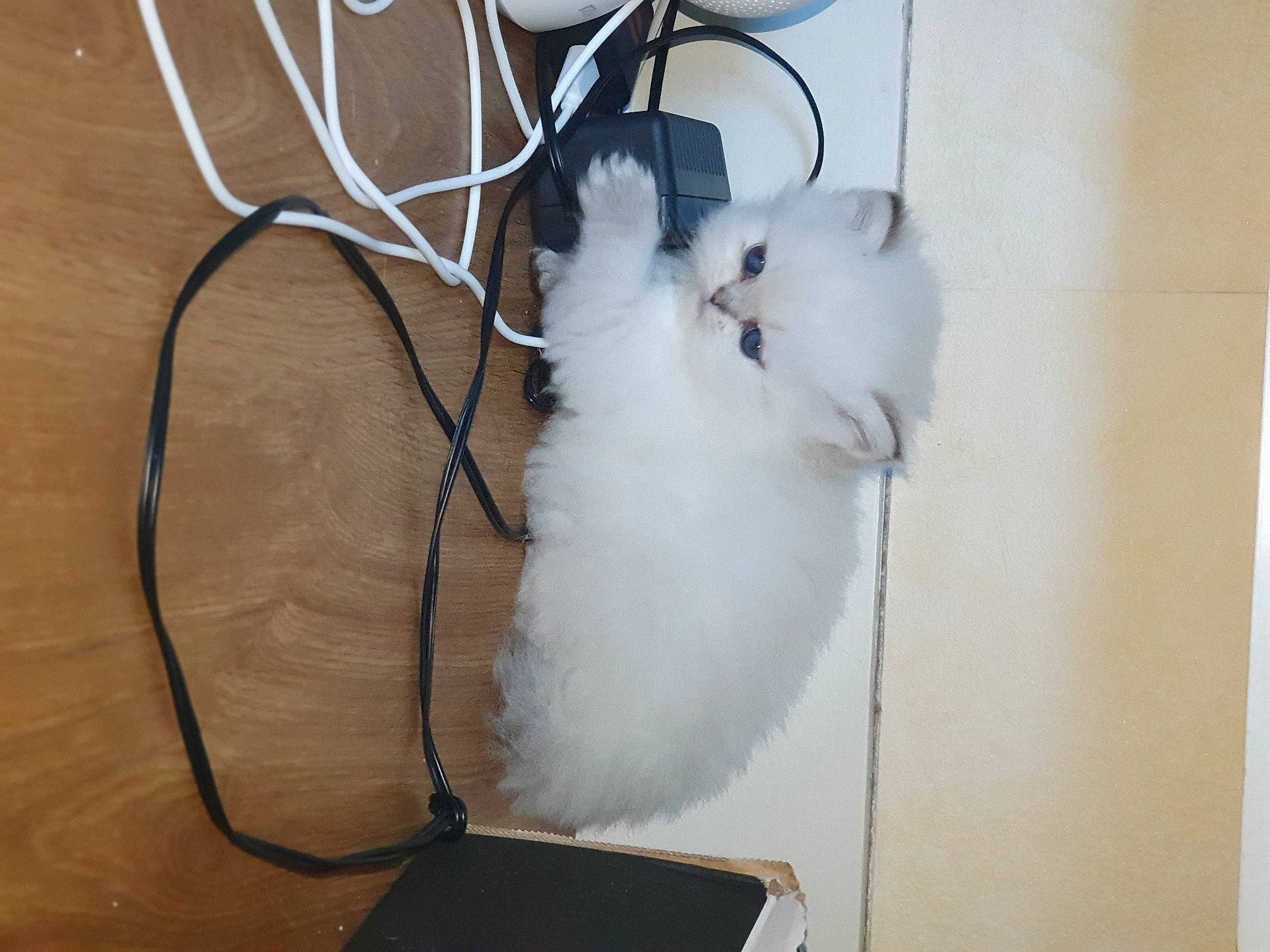 Rubi a rejoint le concours — aidez-le/la à gagner de superbes lots ! cable, carnivore, cat, electronic_device, felidae, fur, kitten, small_to_medium_sized_cats, tail, technology, whiskers