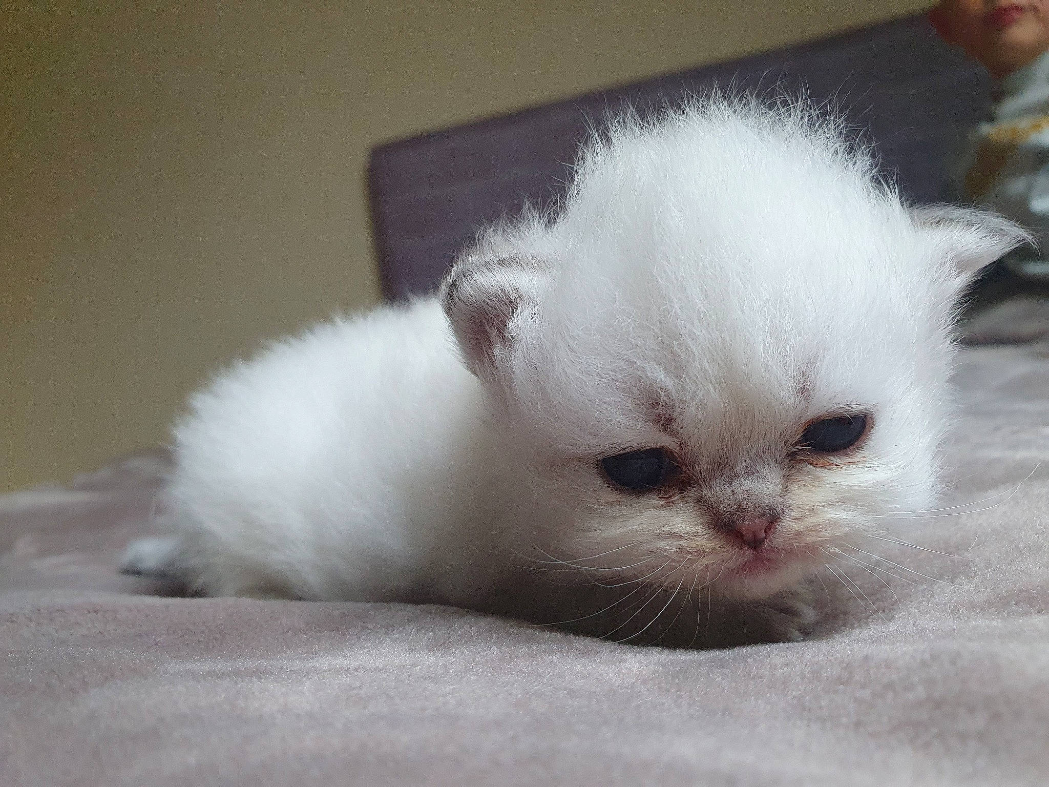 Rubi participe au concours pour gagner de l'argent avec cette photo : asian, asian_semi_longhair, british_longhair, british_semi_longhair, burmilla, carnivore, cat, eye, felidae, fur, kitten, mammal, munchkin, napoleon_cat, persian, ragdoll, small_to_medium_sized_cats, turkish_angora, vertebrate, whiskers