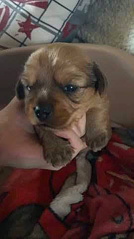 Snow a rejoint le concours — aidez-le/la à gagner de superbes lots ! canidae, carnivore, companion_dog, dog, dog_breed, dog_supply, fawn, fur, liver, non_sporting_group, paw, puppy_love, snout, sporting_group, terrestrial_animal, tibetan_spaniel, toy_dog, whiskers, working_animal, wrinkle