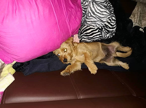 Snow participe au concours pour gagner de l'argent avec cette photo : bean_bag, canidae, carnivore, comfort, companion_dog, couch, dog, dog_breed, dog_supply, fawn, felidae, human_leg, linens, pillow, room, small_to_medium_sized_cats, sporting_group, throw_pillow, toy, toy_dog