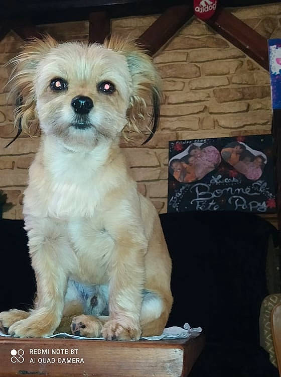 Guyzmo participe au concours pour gagner de l'argent avec cette photo : canidae, carnivore, companion_dog, dog, dog_breed, dog_supply, fawn, fur, liver, pekapoo, puppy_love, shih_poo, shih_tzu, small_terrier, snout, sporting_group, terrier, toy_dog, whiskers, working_animal