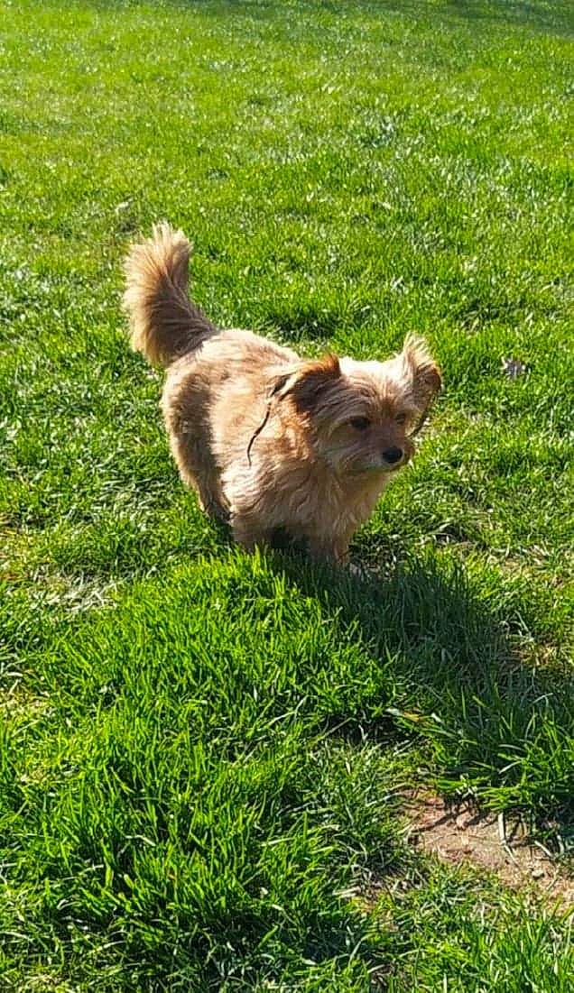 Guyzmo a rejoint le concours — aidez-le/la à gagner de superbes lots ! canidae, carnivore, companion_dog, dog, dog_breed, fawn, felidae, fur, german_spitz, grass, grassland, groundcover, lawn, plant, snout, sporting_group, tail, terrestrial_animal, terrier, toy_dog