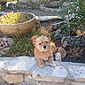Guyzmo participe au concours pour gagner de l'argent avec cette photo : animal, bushes, curious, daylight, decorative_pot, dog, fence, flowers, fluffy, garden, greenery, nature, outdoor, pet, plants, relaxing, rocks, small_dog, stone_wall, sunlight