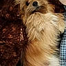 animal, blanket, brown_fur, checkered_shirt, close_up, companion, cozy, cute, dog, domestic_animal, fluffy, fur, indoor, looking_up, lying_down, pet, portrait, relaxed, resting, small_dog