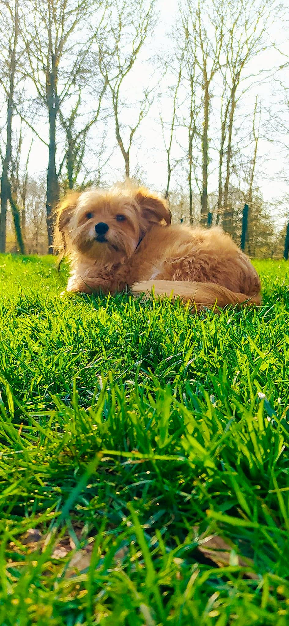 Guyzmo participe au concours pour gagner de l'argent avec cette photo : canidae, carnivore, companion_dog, dog, dog_breed, fawn, fur, grass, happy, liver, people_in_nature, plant, puppy, sky, small_terrier, snout, sporting_group, toy_dog, tree, working_animal