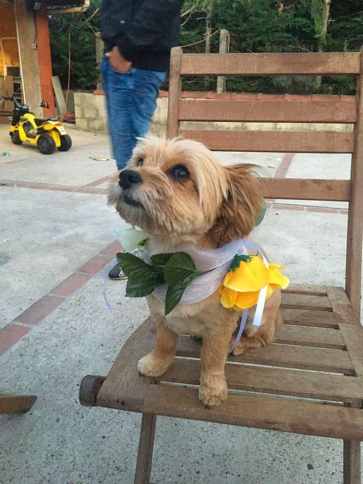 Guyzmo a rejoint le concours — aidez-le/la à gagner de superbes lots ! canidae, carnivore, companion_dog, dog, dog_breed, dog_clothes, dog_collar, dog_supply, fawn, fence, leash, pet_supply, road_surface, small_terrier, snout, sporting_group, terrier, toy_dog, wood, working_animal