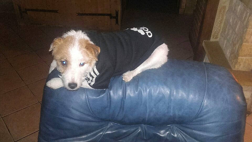 Jude a rejoint le concours — aidez-le/la à gagner de superbes lots ! canidae, carnivore, comfort, companion_dog, couch, dog, dog_breed, dog_supply, flooring, fur, paw, retriever, sofa_bed, sporting_group, street_dog, studio_couch, watch, working_animal