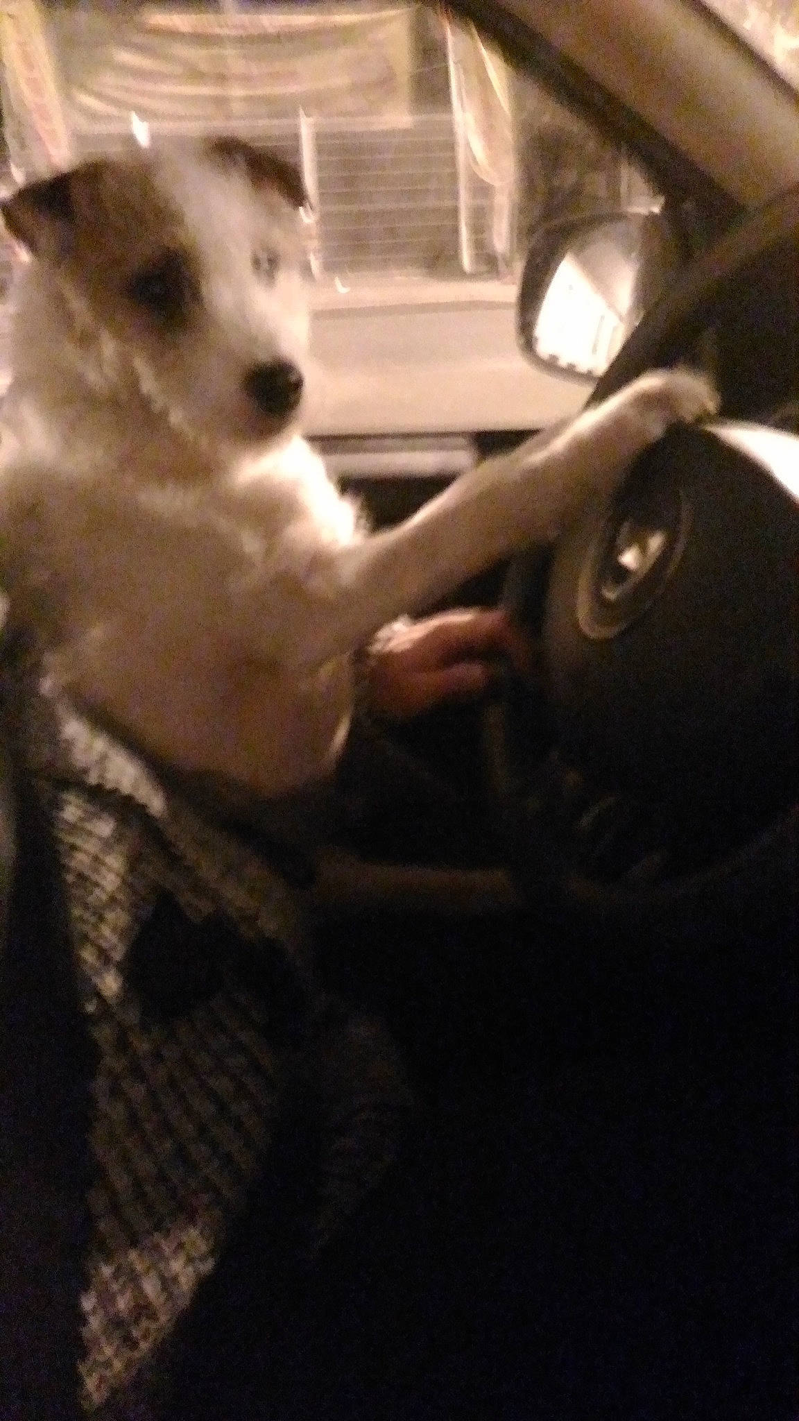 Jude participe au concours pour gagner de l'argent avec cette photo : automotive_design, automotive_lighting, automotive_mirror, car, carnivore, companion_dog, dog, dog_breed, family_car, felidae, flash_photography, mammal, personal_luxury_car, rear_view_mirror, steering_wheel, toy_dog, vehicle, vehicle_door, whiskers, windshield