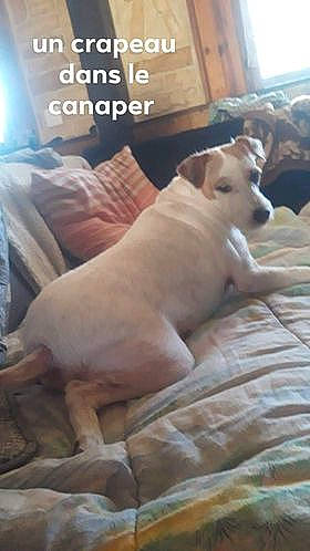 Jude participe au concours pour gagner de l'argent avec cette photo : carnivore, comfort, companion_dog, couch, dog, dog_breed, dogo_argentino, fawn, guard_dog, hardwood, linens, paw, photo_caption, puppy, tail, terrestrial_animal, toy_dog, whiskers, wood, working_animal