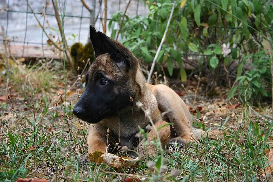 Titus participe au concours pour gagner de l'argent avec cette photo : canidae, carnivore, companion_dog, dog, dog_breed, fawn, german_shepherd_dog, grass, groundcover, guard_dog, hunting_dog, plant, snout, sporting_group, terrestrial_animal, terrestrial_plant, working_animal, working_dog