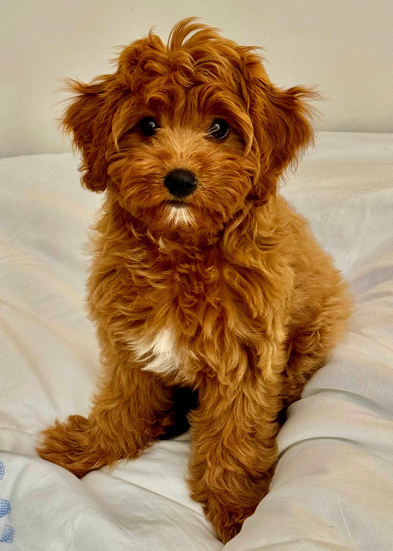 Gili joined the competition — help win amazing prizes! affenpinscher, animal, bed, canine, cockerspaniel, couch, dog, furniture, hardwood, papillon, pet, poodle, puppy, terrier, whitedog, wood