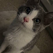 Thumper is registered to the contest to win money with this photo: cat, kitten, gray_and_white, pet, animal, indoor, toy, carpet, curious, looking_up, whiskers, ears, floor, domestic, cute, feline, young, playful, small, close_up