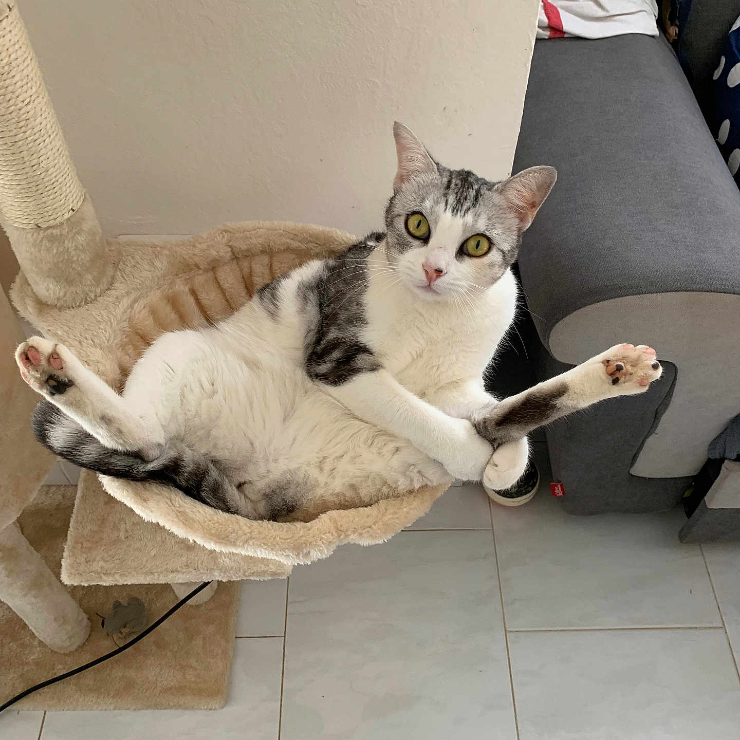 Cajou a rejoint le concours — aidez-le/la à gagner de superbes lots ! abyssinian, animal, armchair, canine, cat, chair, dog, dogbed, furniture, kitten, manx, person, pet, sleeping