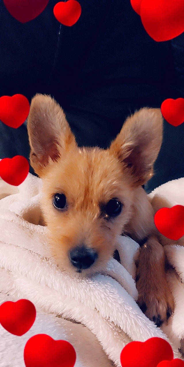 Shanelle a rejoint le concours — aidez-le/la à gagner de superbes lots ! canidae, carnivore, companion_dog, corgi_chihuahua, dog, dog_breed, dog_supply, ear, fawn, fur, paw, puppy, puppy_love, selfie, snout, sporting_group, terrier, toy_dog, whiskers, working_animal