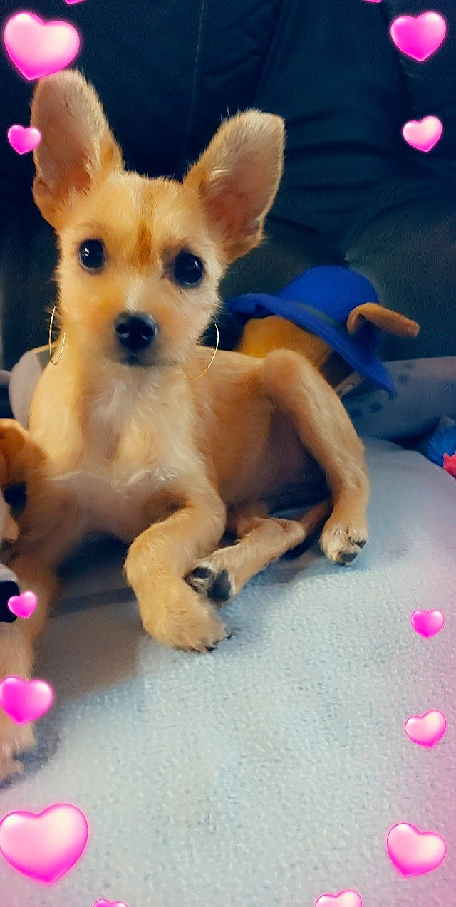 Shanelle a rejoint le concours — aidez-le/la à gagner de superbes lots ! canidae, carnivore, chihuahua, companion_dog, dog, dog_breed, dog_clothes, dog_supply, ear, electric_blue, fawn, fur, paw, pink, snout, sporting_group, tail, toy_dog, whiskers, working_animal